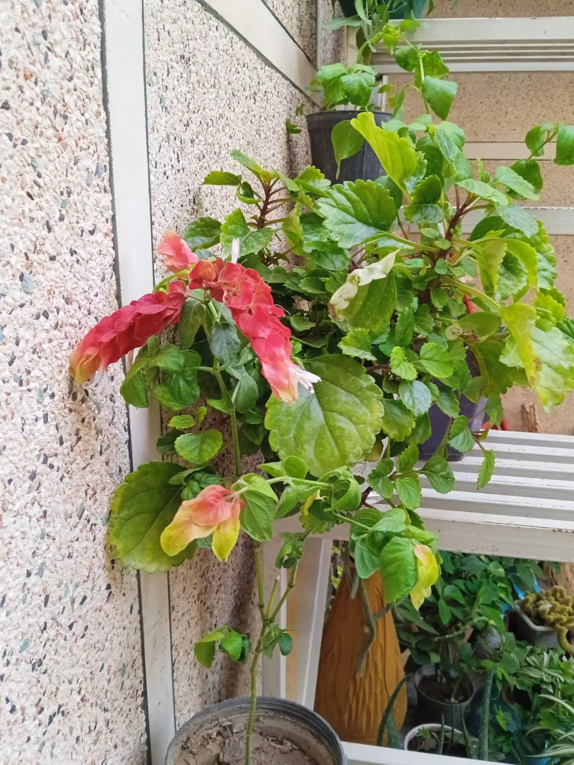 ۱۰ گلدان گل آپارتمانی رنگارنگ|گل و گیاه طبیعی|مراغه, |دیوار