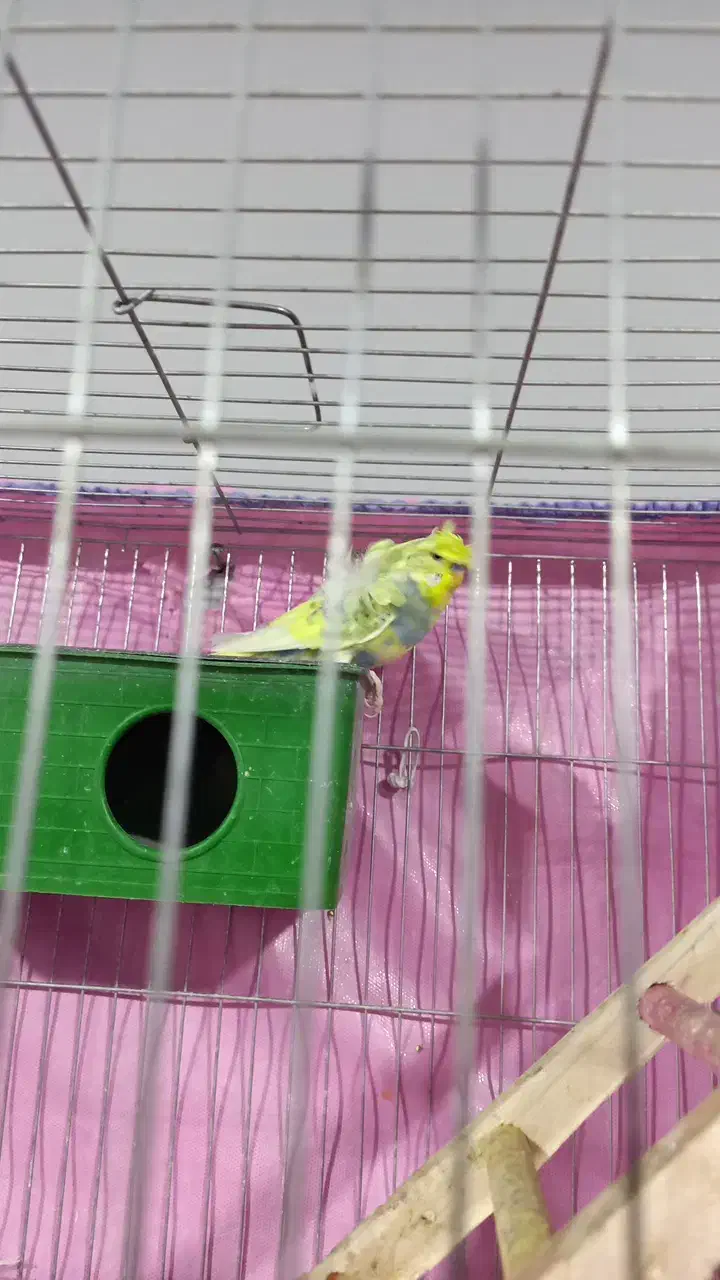 مرغ عشق پروانه ای|پرنده|فهرج, |دیوار