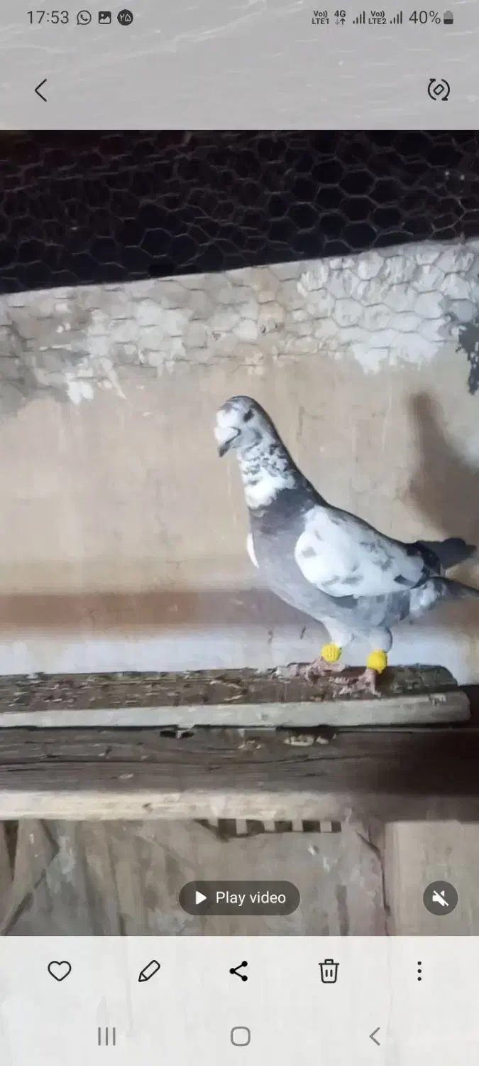 بزک سبز پلاکی|پرنده|شیراز, تندگویان|دیوار