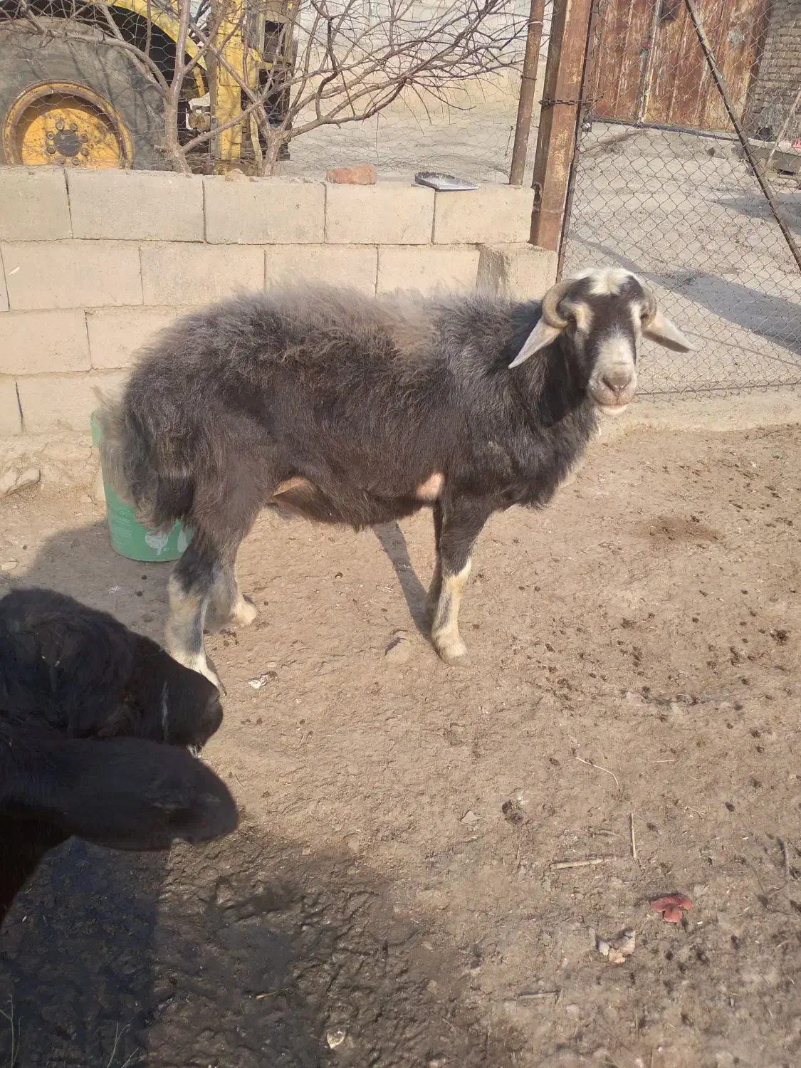 فروشی قوچ دو ساله|حیوانات مزرعه|بناب, |دیوار