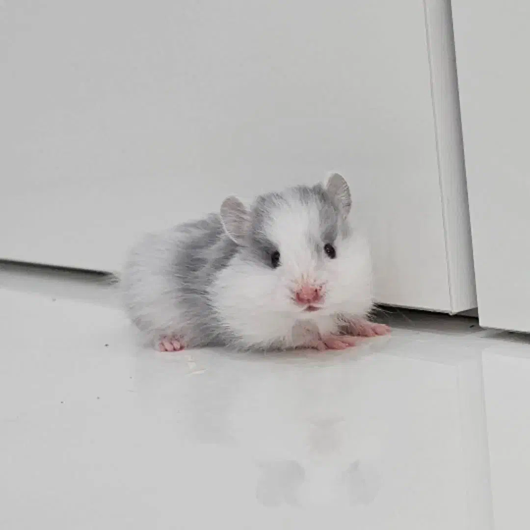 همستر|موش و خرگوش|بهبهان, |دیوار