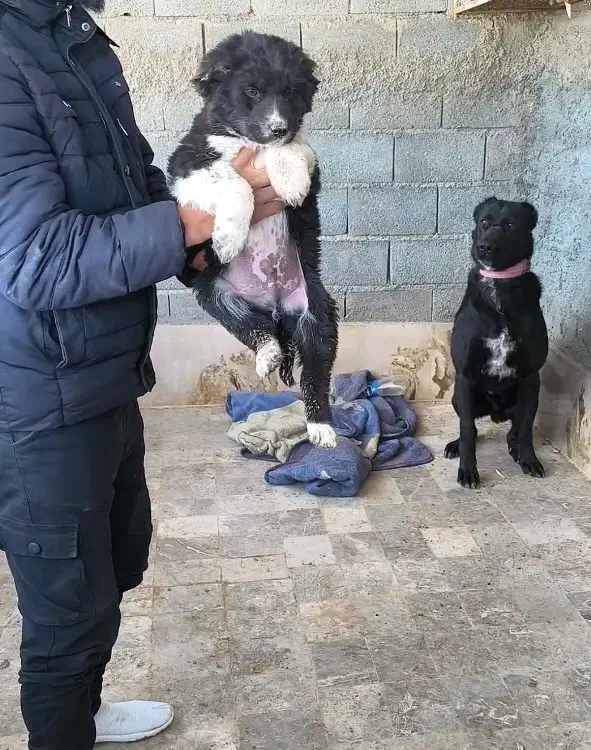 شاه توله قدرجونی|سگ|بندرعباس, |دیوار