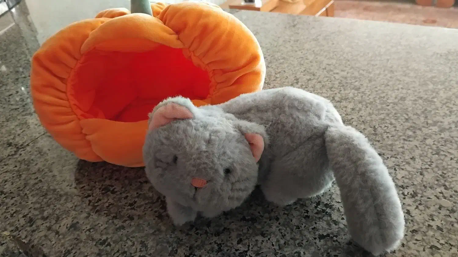 عروس گربه ،داخل کدو تنبل|اسباب‌بازی بچه|بروجرد, |دیوار