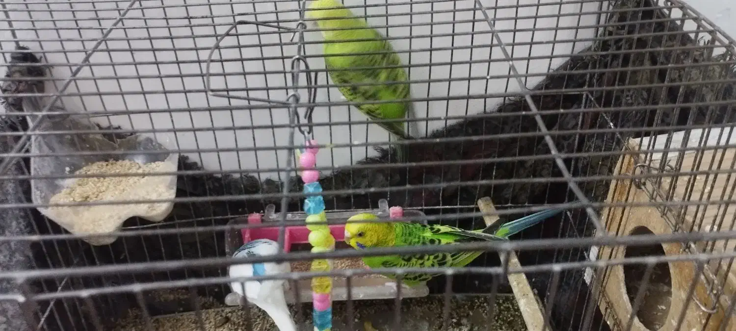 مرغ عشق|پرنده|خاوران, |دیوار