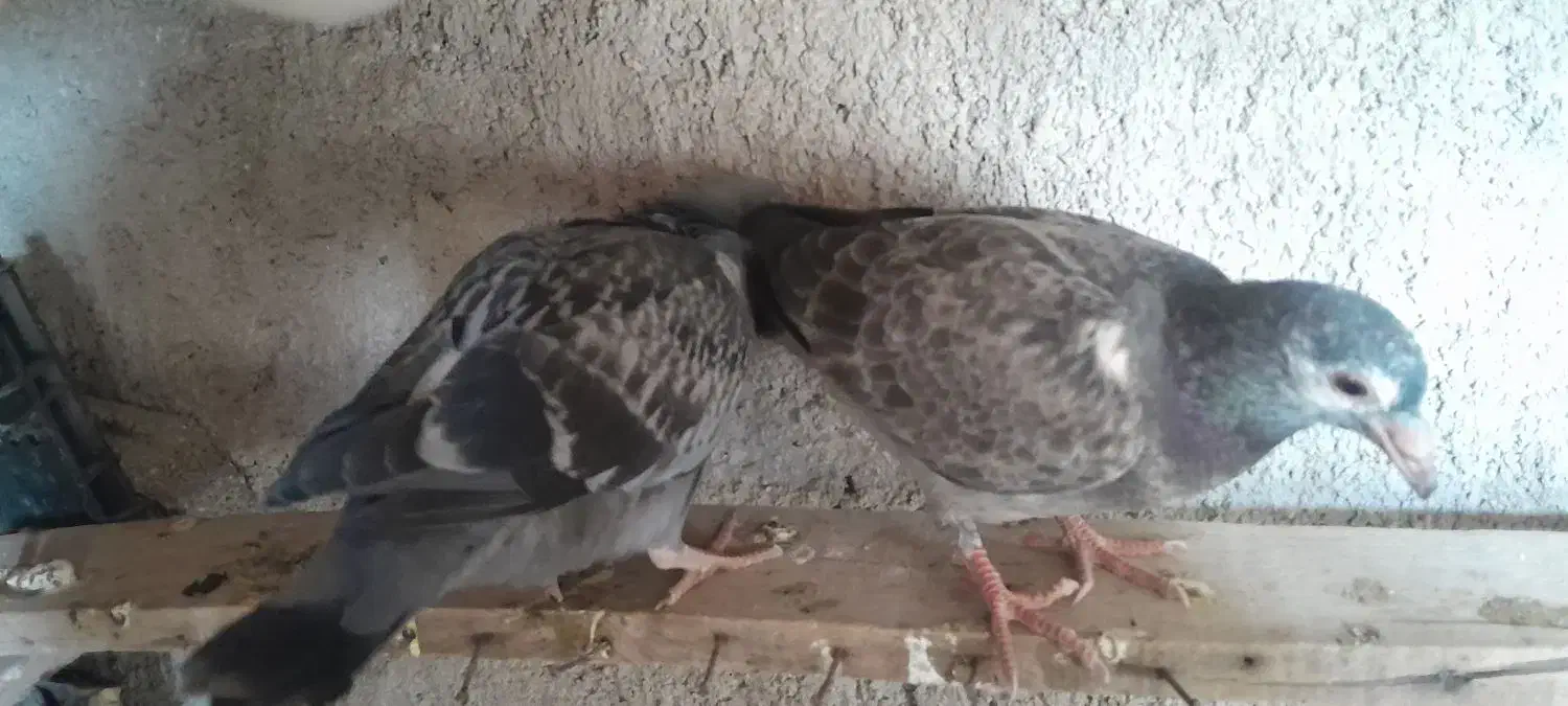 کبوتر معاوضه با مرغ عشق|پرنده|سی‌سخت, |دیوار