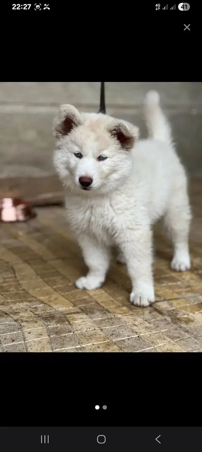 سامویید|سگ|آستارا, |دیوار