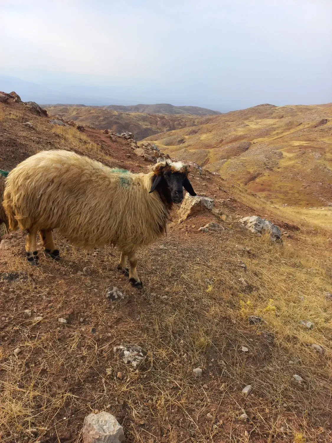 گوسفندداشتی وچاق|حیوانات مزرعه|پلدختر, |دیوار