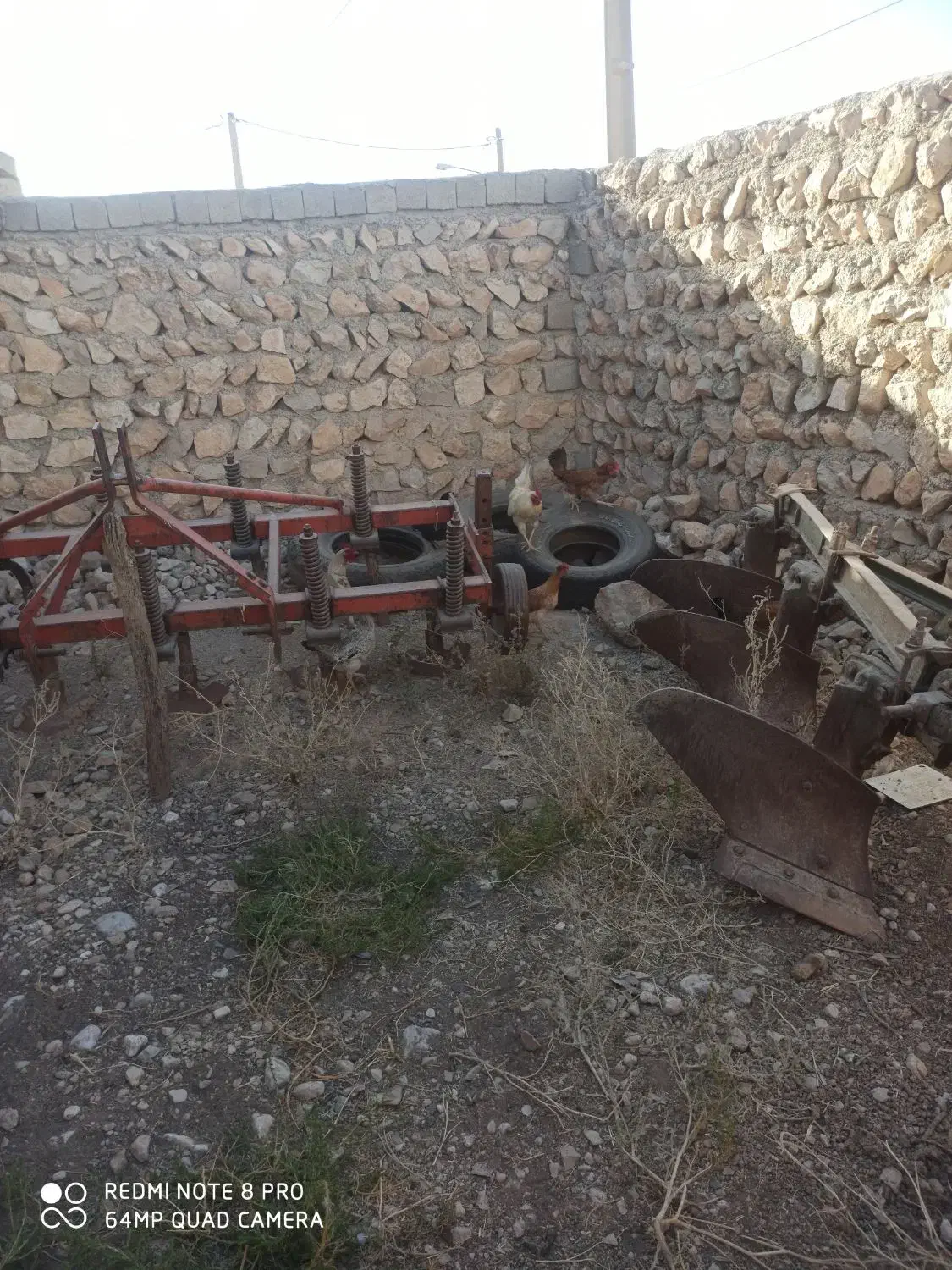 گاو|حیوانات مزرعه|زرنه, |دیوار