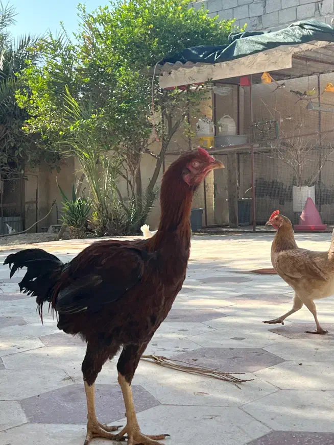 خروس لاری|حیوانات مزرعه|بندر گناوه, |دیوار