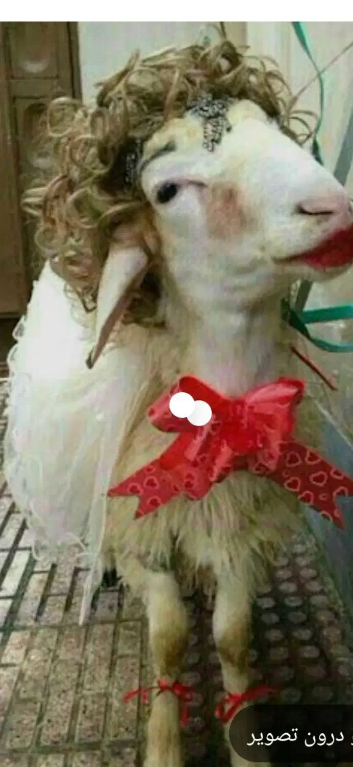 بزرگترین گوسفند فروشی در پرند|حیوانات مزرعه|پرند, فاز ۱|دیوار