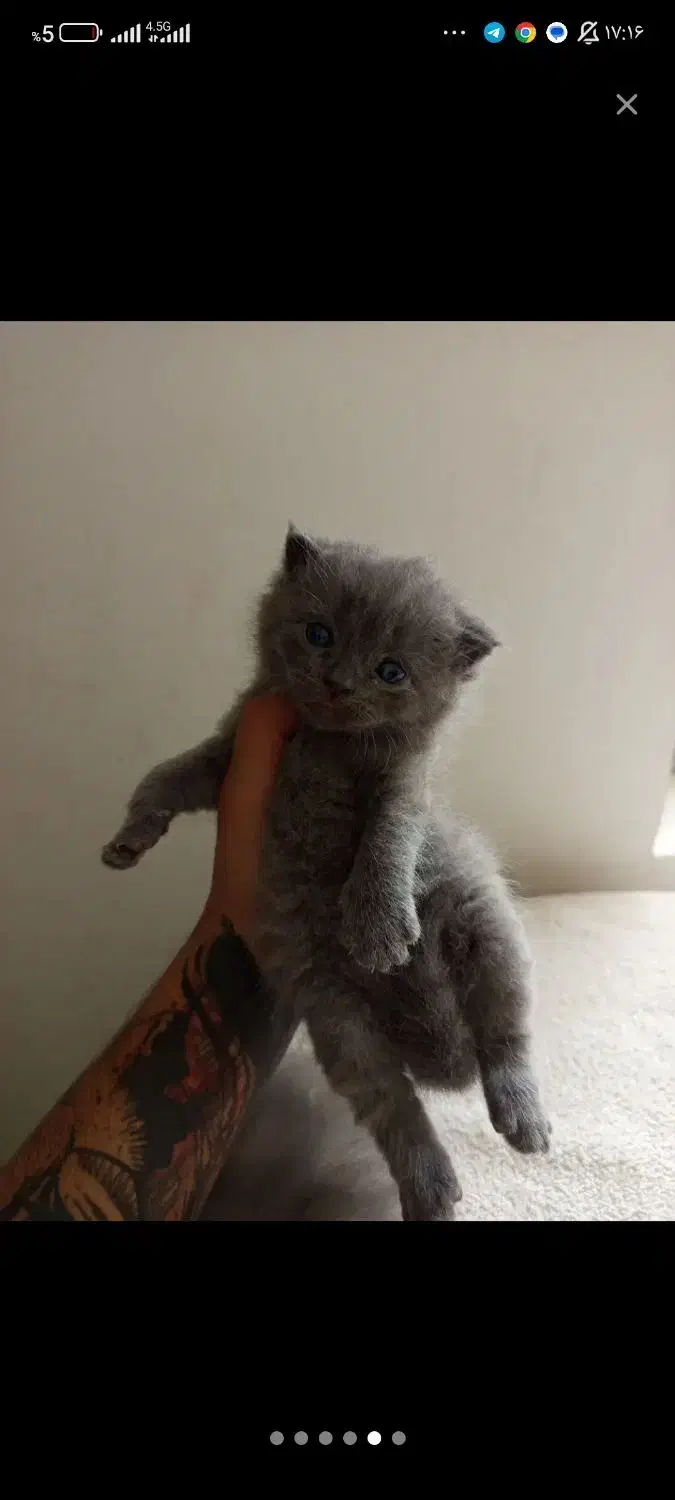 گربه اسکاتیش|گربه|گرگان, |دیوار