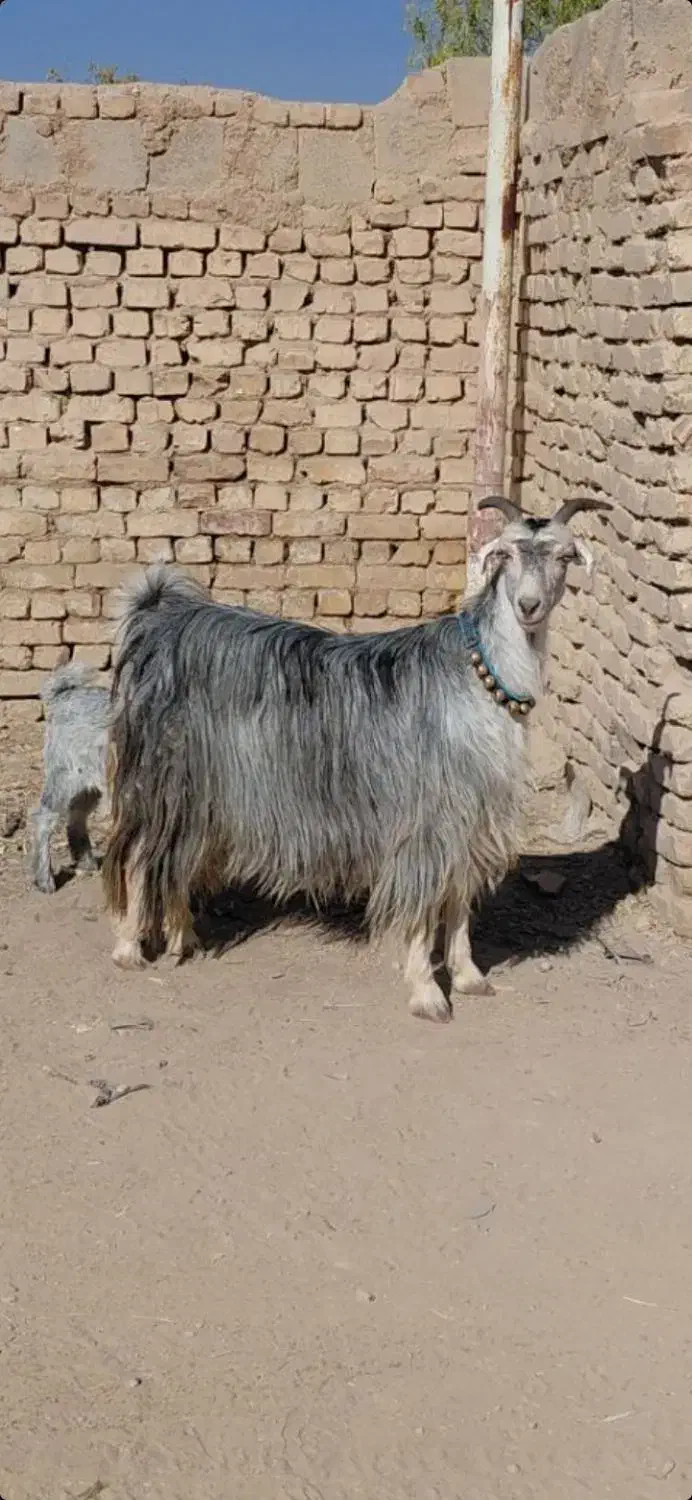 بزتزکی روزگاری میش بره|حیوانات مزرعه|اصفهان, براآن شمالی|دیوار
