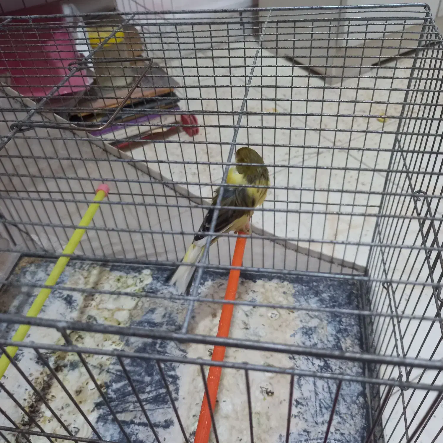 قناری رسنی بلند|پرنده|کهریزک, |دیوار