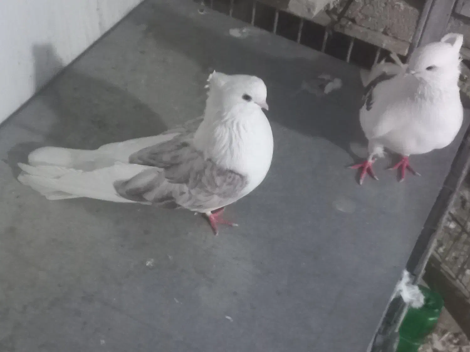 کبوتر نوک ریز|پرنده|مینودشت, |دیوار