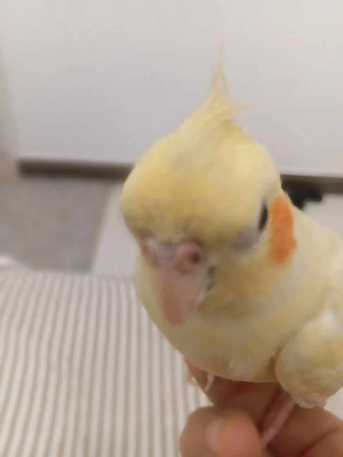 یک عدد عروس هلندی فوق العاده دستی|پرنده|قم, شهرک سازمان آب|دیوار