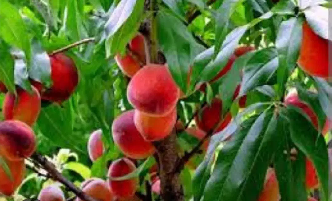 فروش باغ شبستر...ک|فروش دفتر صنعتی، کشاورزی، تجاری|تبریز, |دیوار