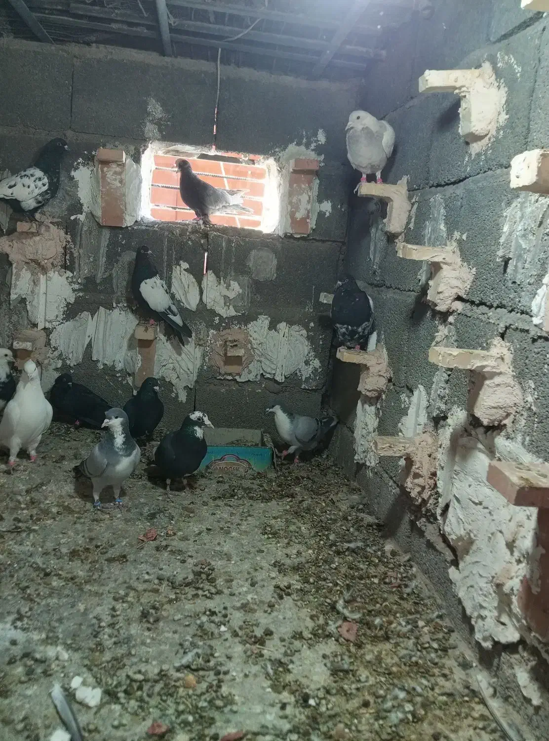 نر سوراخ|پرنده|ماهان, |دیوار