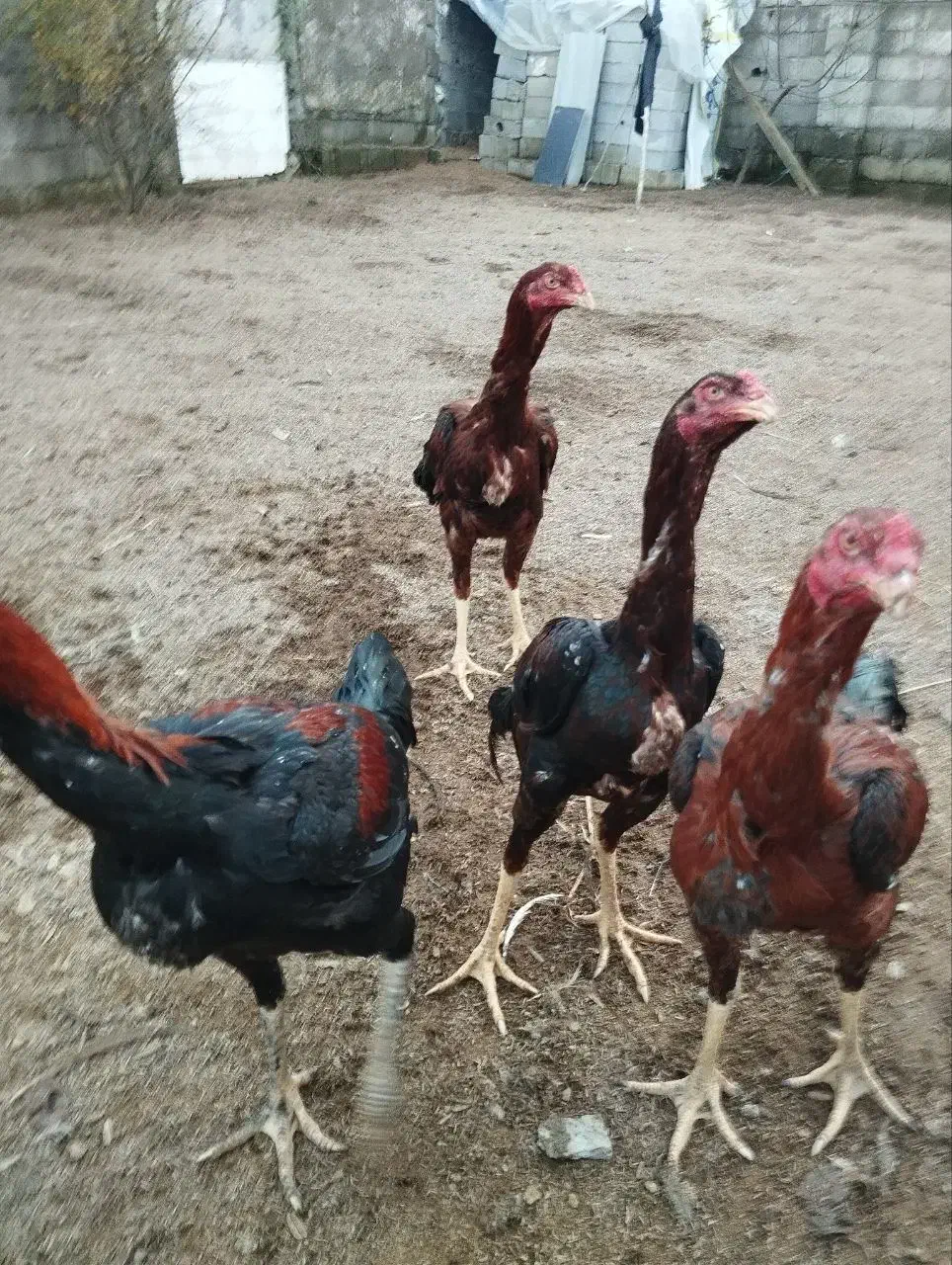 خروس و مرغ لاری ۸ ماهه|حیوانات مزرعه|سرخرود, |دیوار