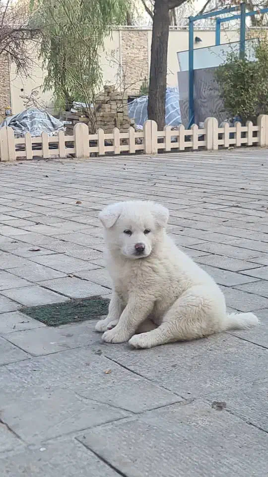 سگ آکیتا|سگ|اصفهان, اشکاوند|دیوار