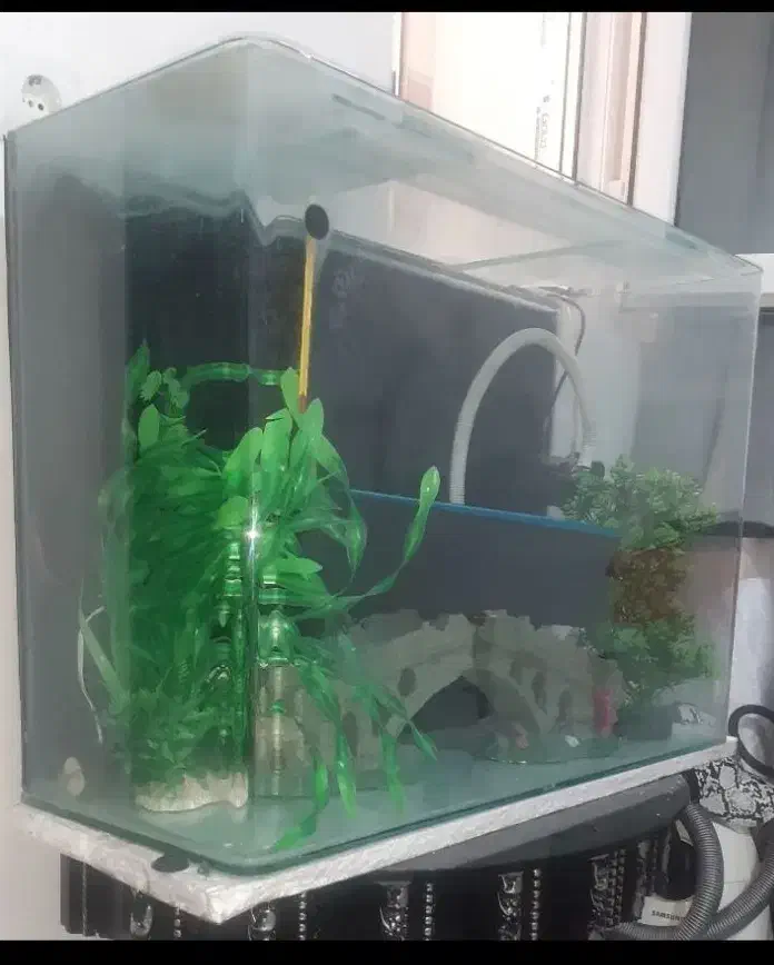 اکواریوم|ماهی|اسلام‌شهر, شهرک واوان|دیوار