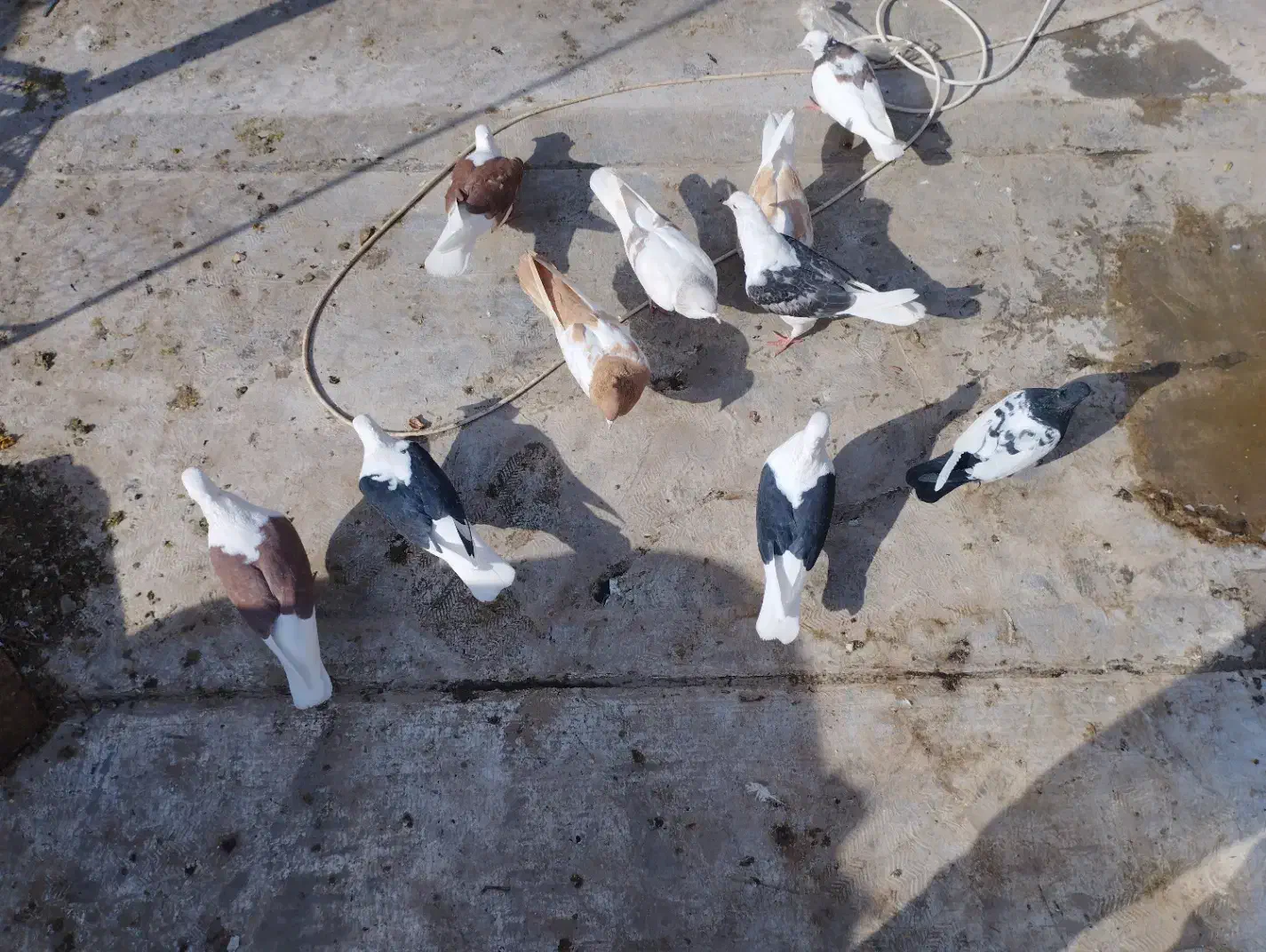 کبوتر|پرنده|تاکستان, |دیوار