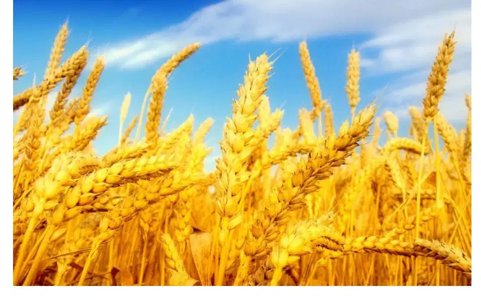 گندم ابی ودیم|عمدهفروشی|ماهیدشت, |دیوار