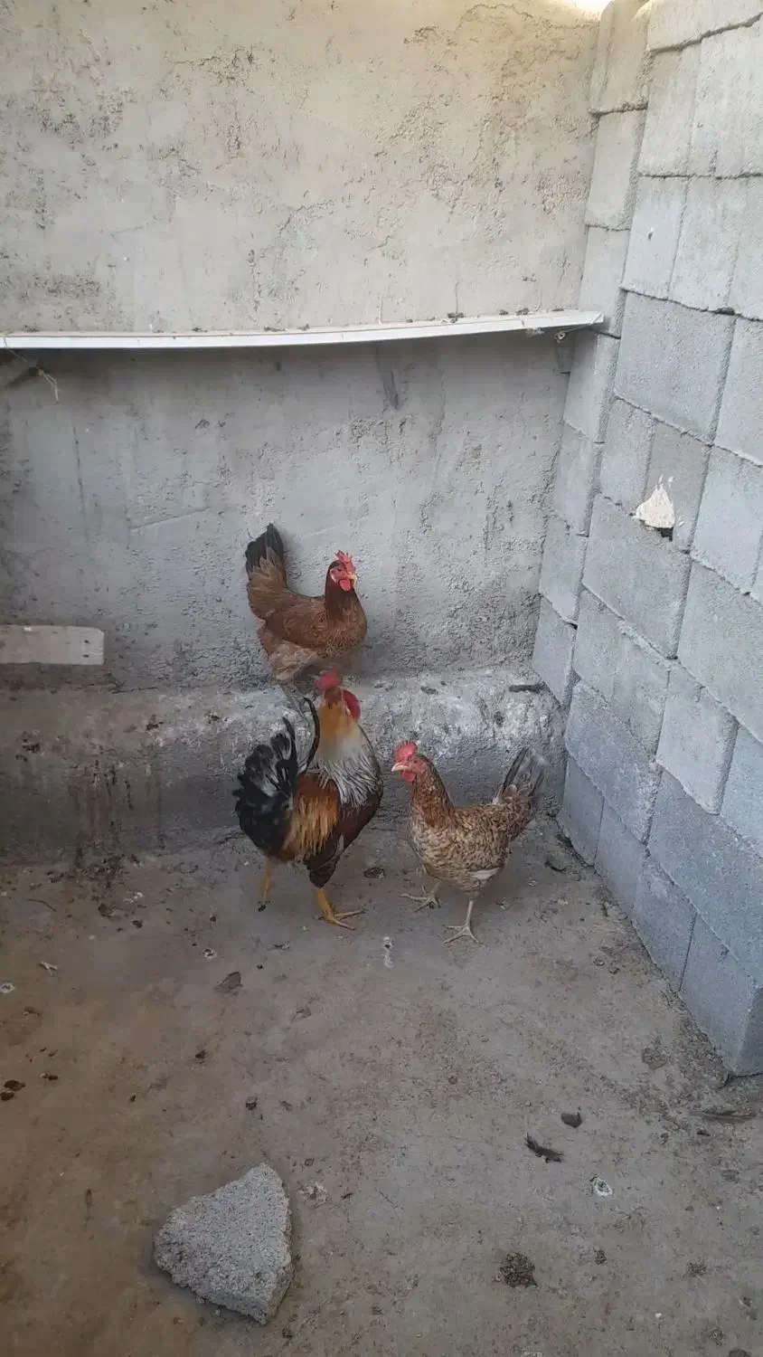 دورگ|پرنده|امیدیه, |دیوار