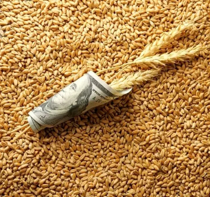 بذر گندم برات|گل و گیاه طبیعی|رامشیر, |دیوار