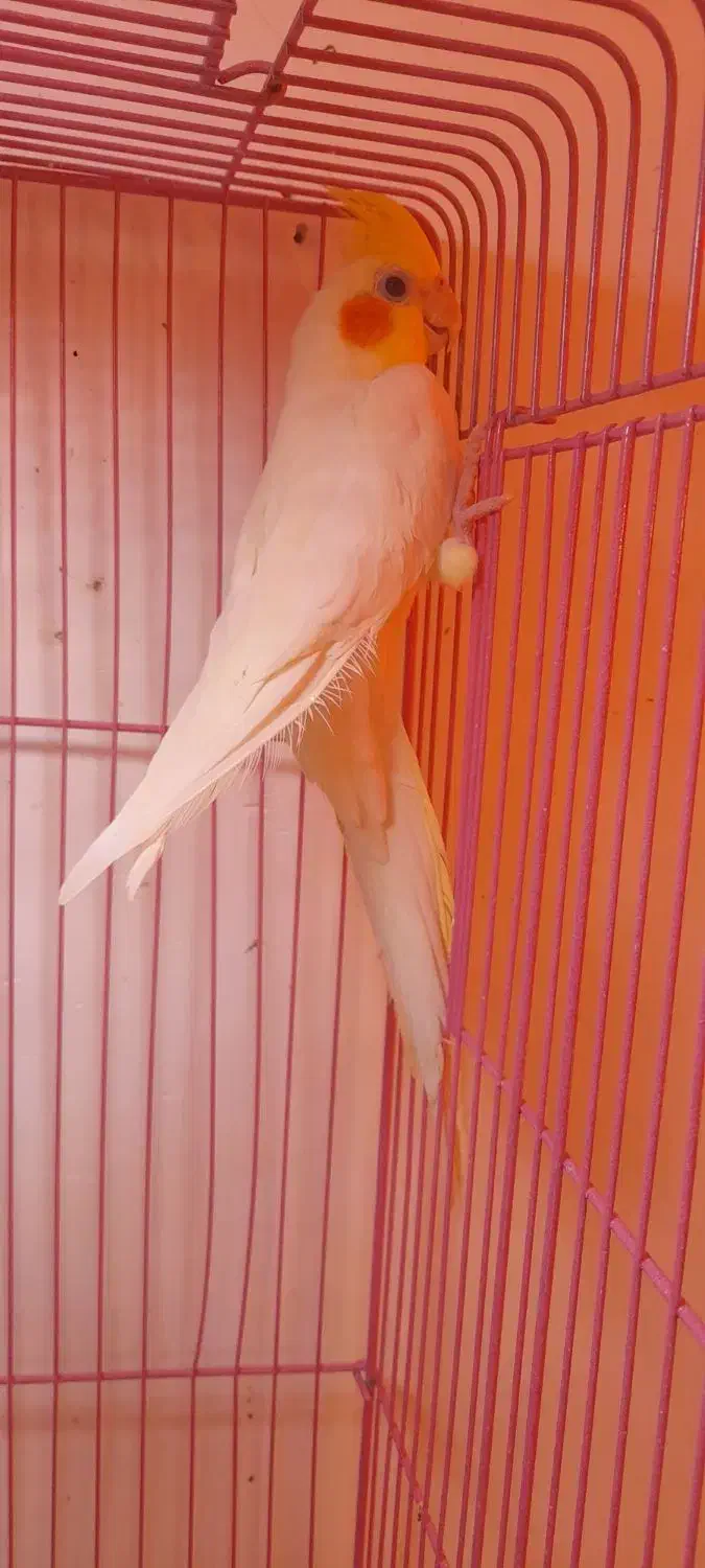 طوطی عروس باقفس|پرنده|رشت, سعدی (تختی)|دیوار