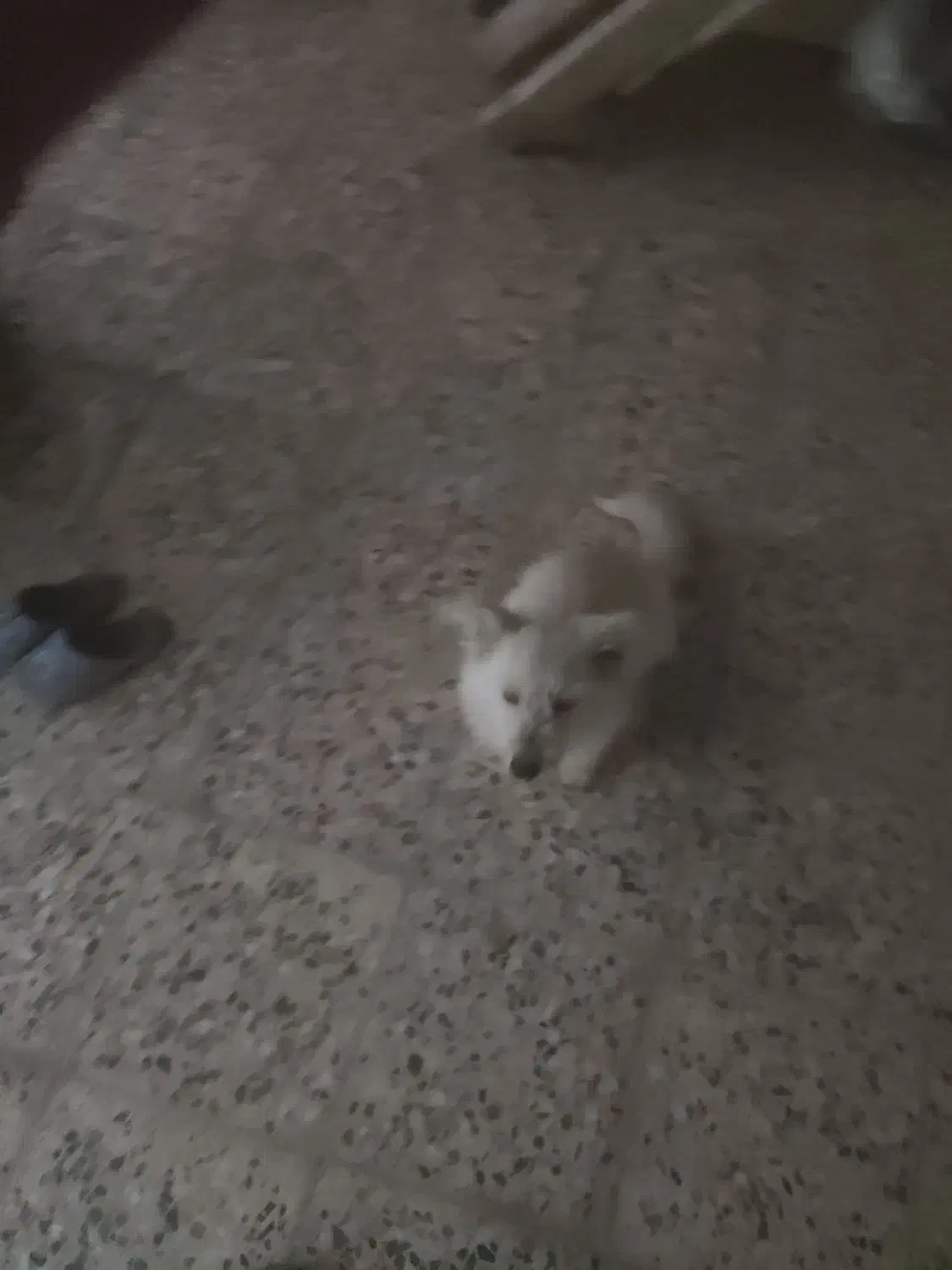 سگ پاپی،واگذاری،نره|سگ|نجفآباد, صالح آباد|دیوار