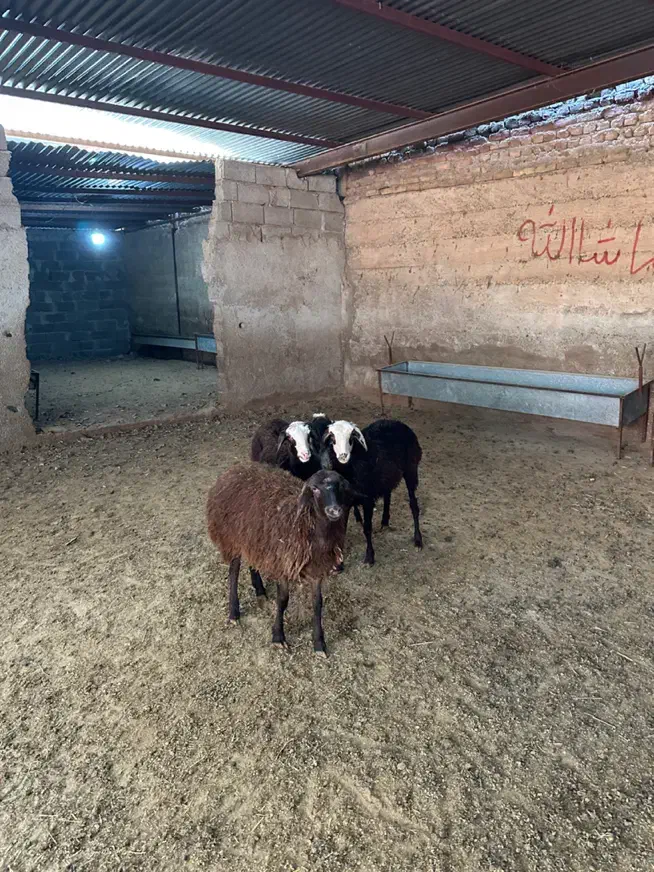 بره ماده پرواری|حیوانات مزرعه|شهریار, کردزار|دیوار