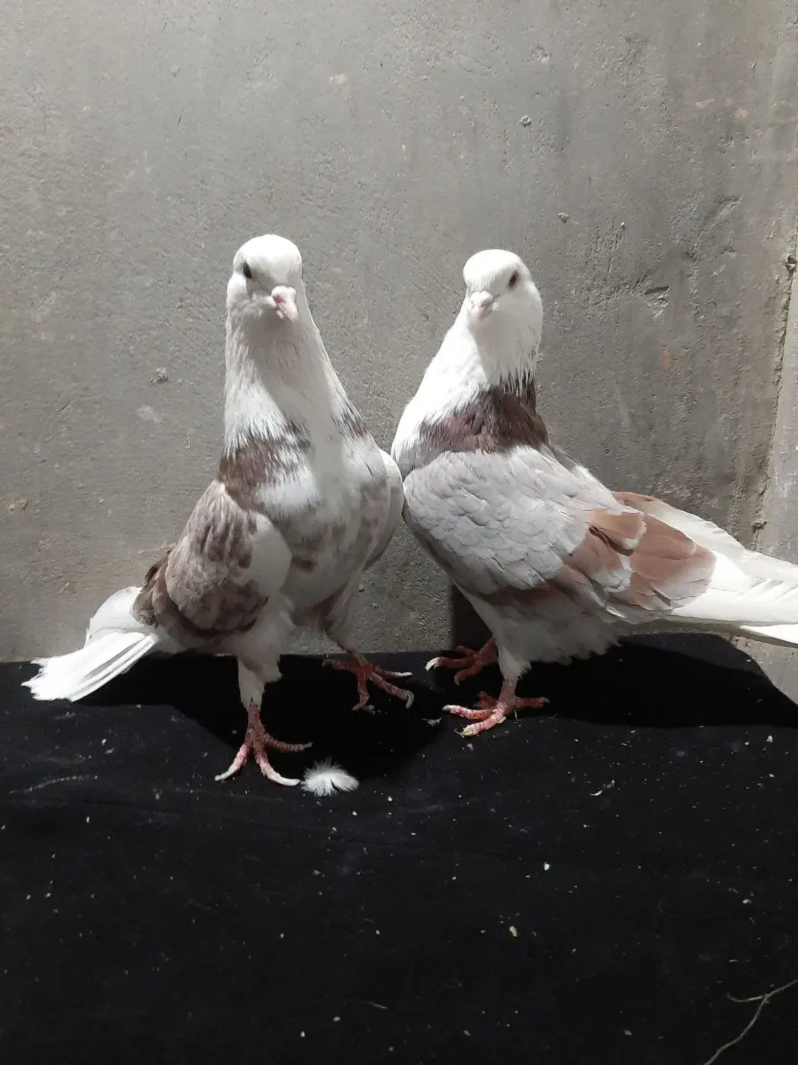 کبوتر ساعت سنگین|پرنده|ایواوغلی, |دیوار