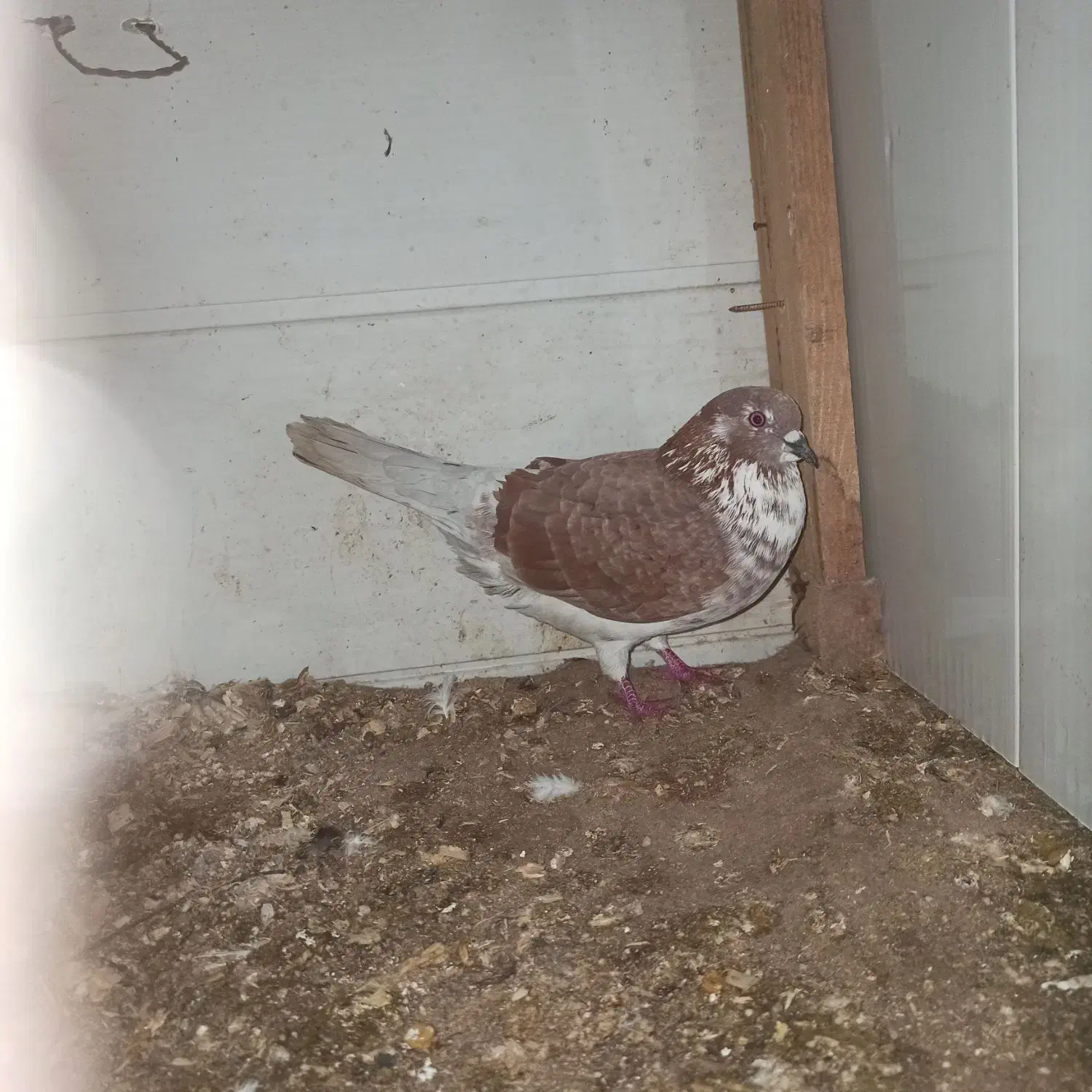 کبوتر|پرنده|لاهیجان, بازکیاگوراب|دیوار