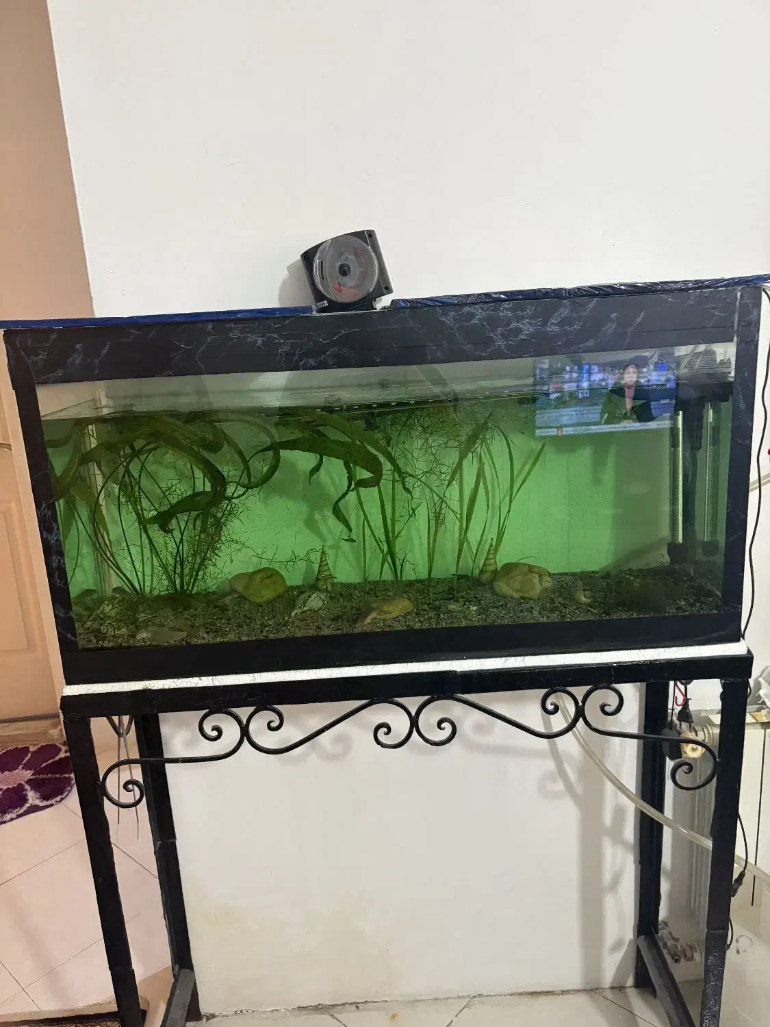 فروش دوتااکواریوم|ماهی|مشهد, امیریه|دیوار