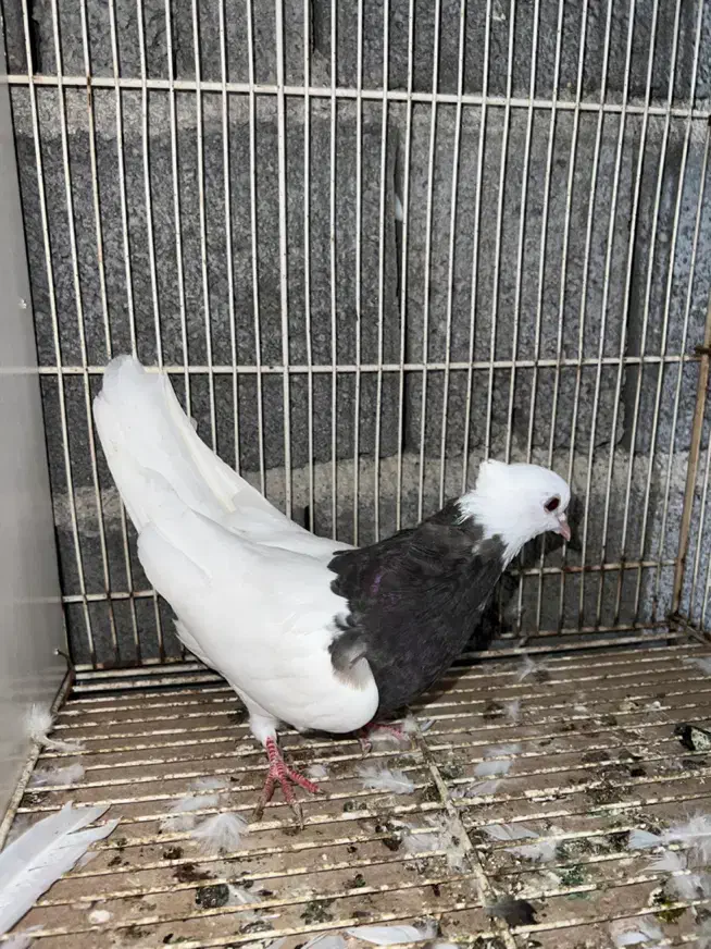 طوقی سرکه ای ماده|پرنده|بندر کنگان, |دیوار