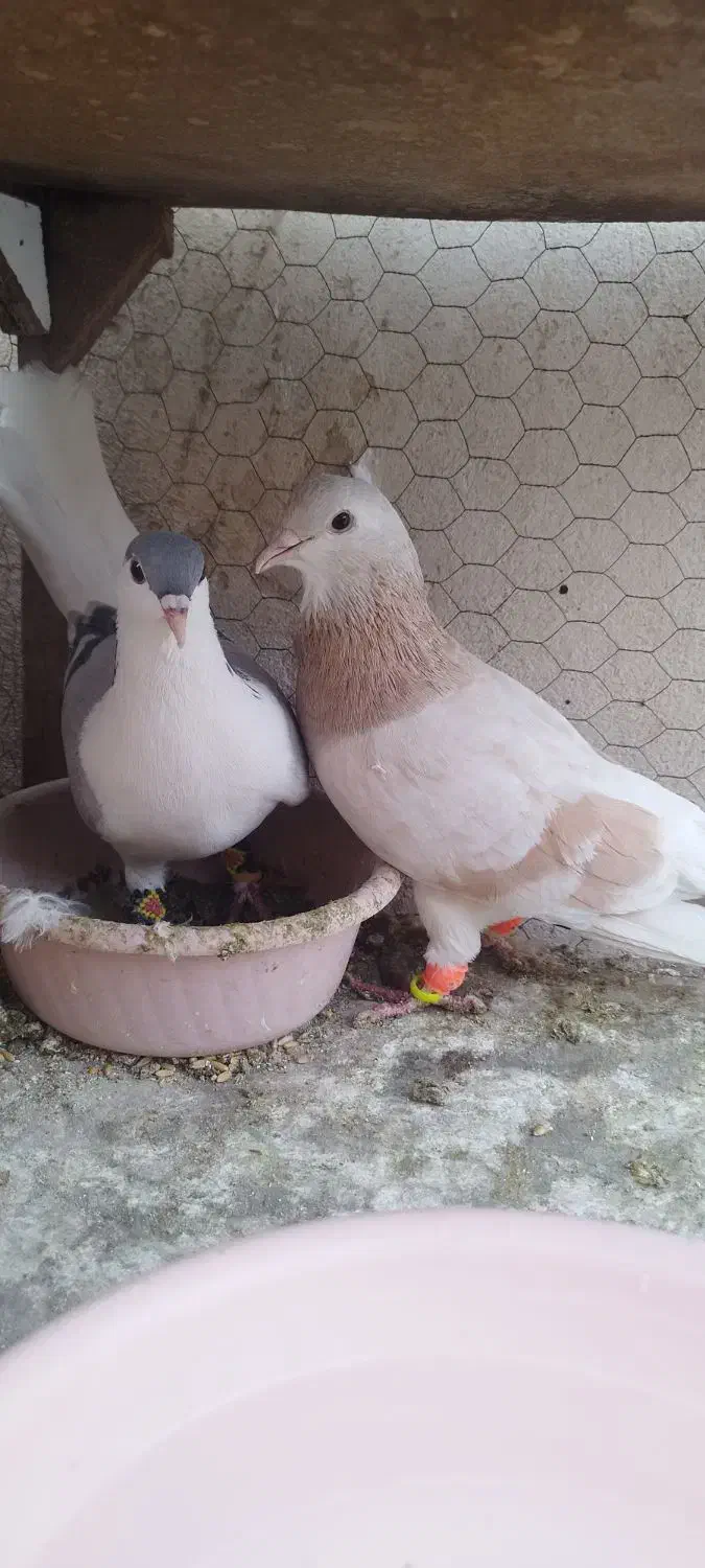 کبوتر رنگی|پرنده|مشهد, نظام دوست|دیوار