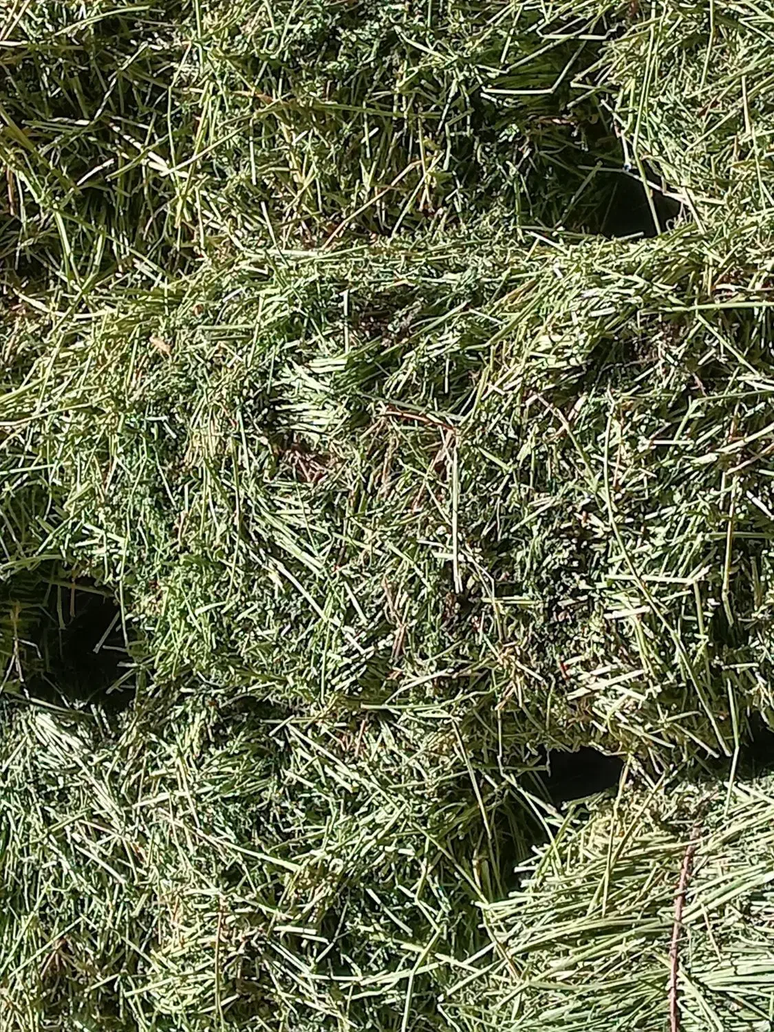 یونچه چین 4|لوازم جانبی حیوانات|بن, |دیوار