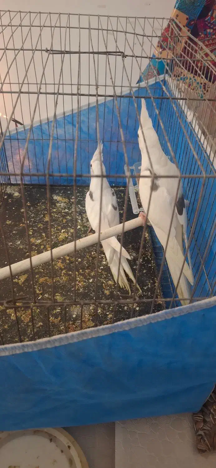 عروس هلندی آلبینو دوکت|پرنده|مرند, |دیوار