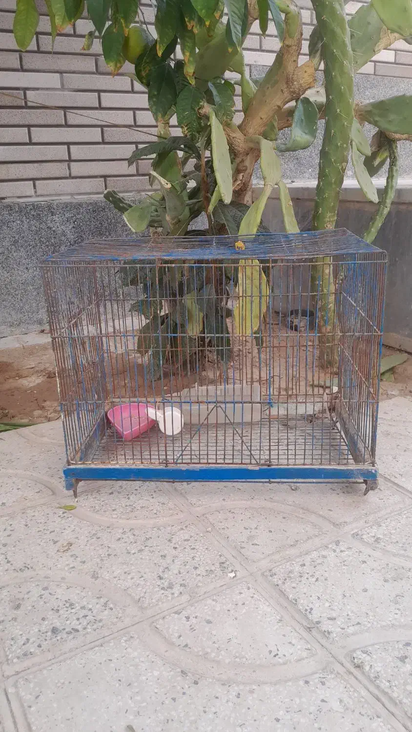 قفس پرنده|لوازم جانبی حیوانات|مرودشت, ژیان|دیوار