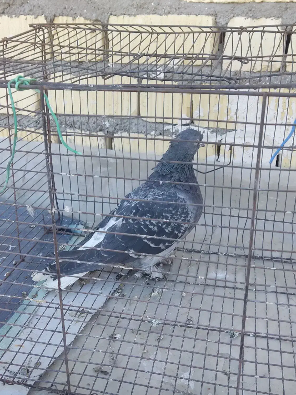 کفتر|پرنده|شیراز, اکبر آباد|دیوار