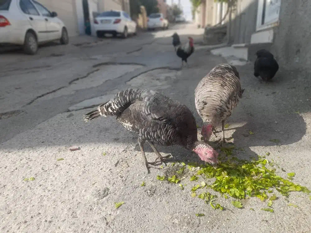 بوقلمون ماده|حیوانات مزرعه|آبدانان, |دیوار