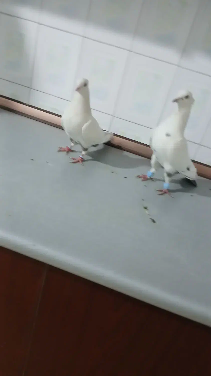 کفتر دمبی طوقی ساده|پرنده|تربت جام, مطهری|دیوار