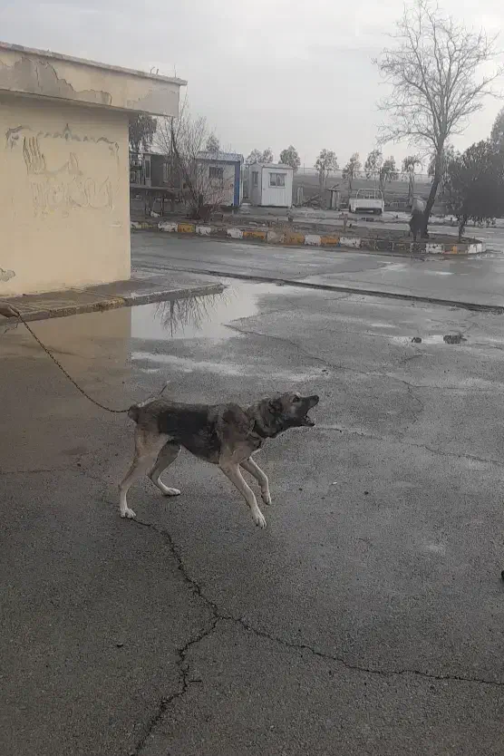 سگ سرابی|سگ|رباط‌کریم, نوده|دیوار