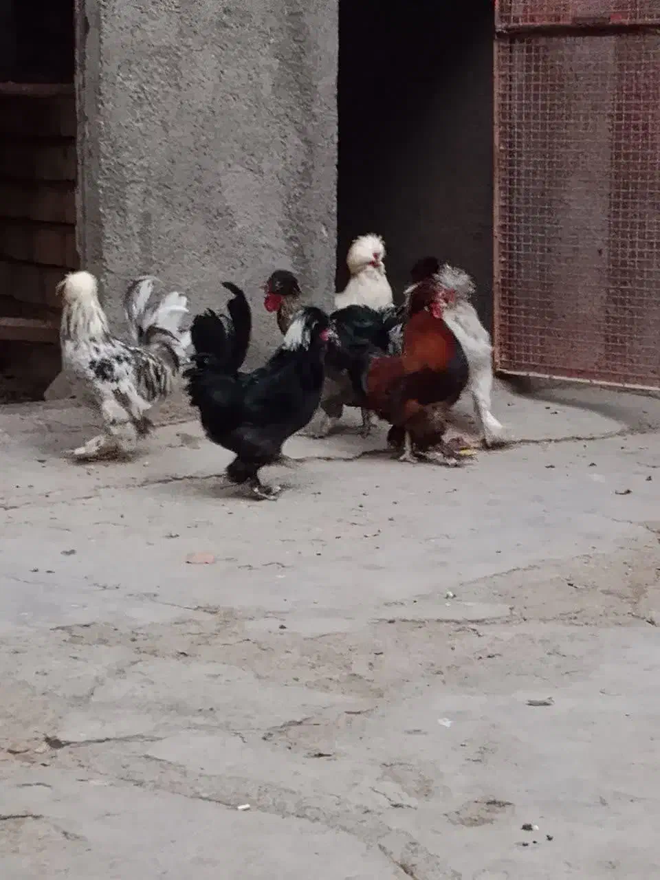 خروس با لغ جوان زینتی|پرنده|سلفچگان, |دیوار