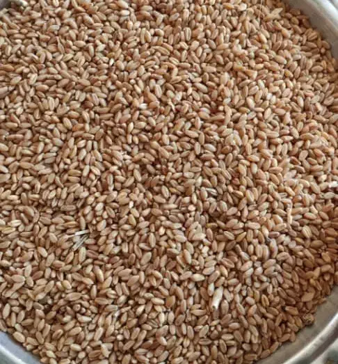 فروش گندم|عمدهفروشی|شادگان, |دیوار