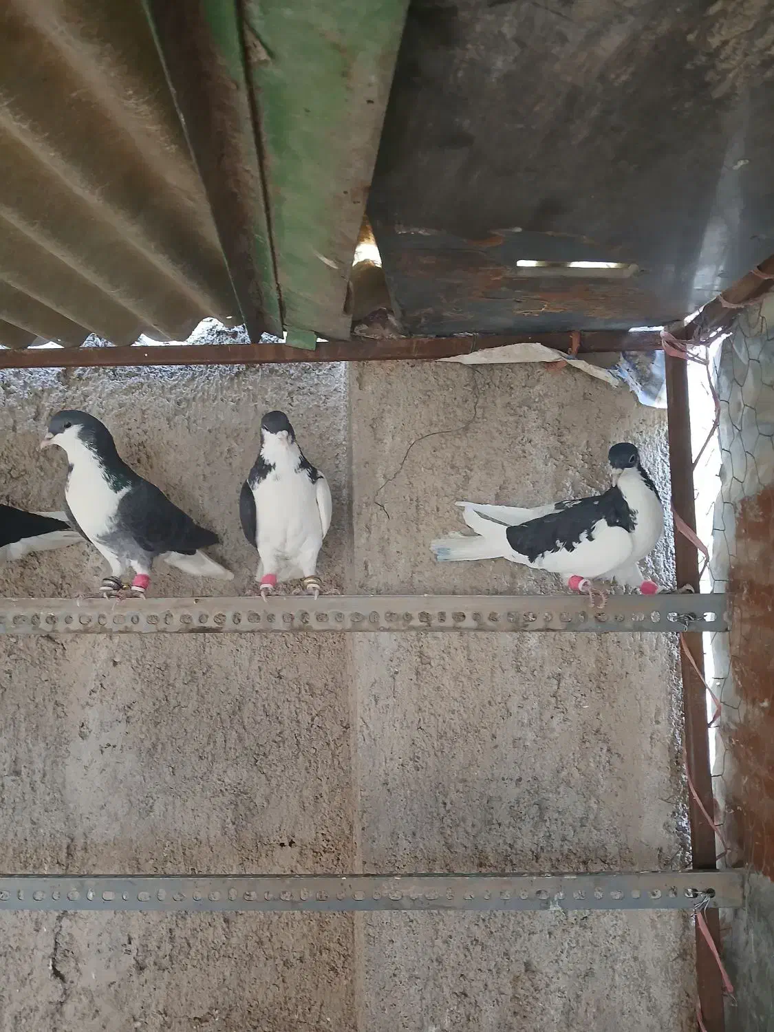 کفتر پرشی|پرنده|قزوین, |دیوار