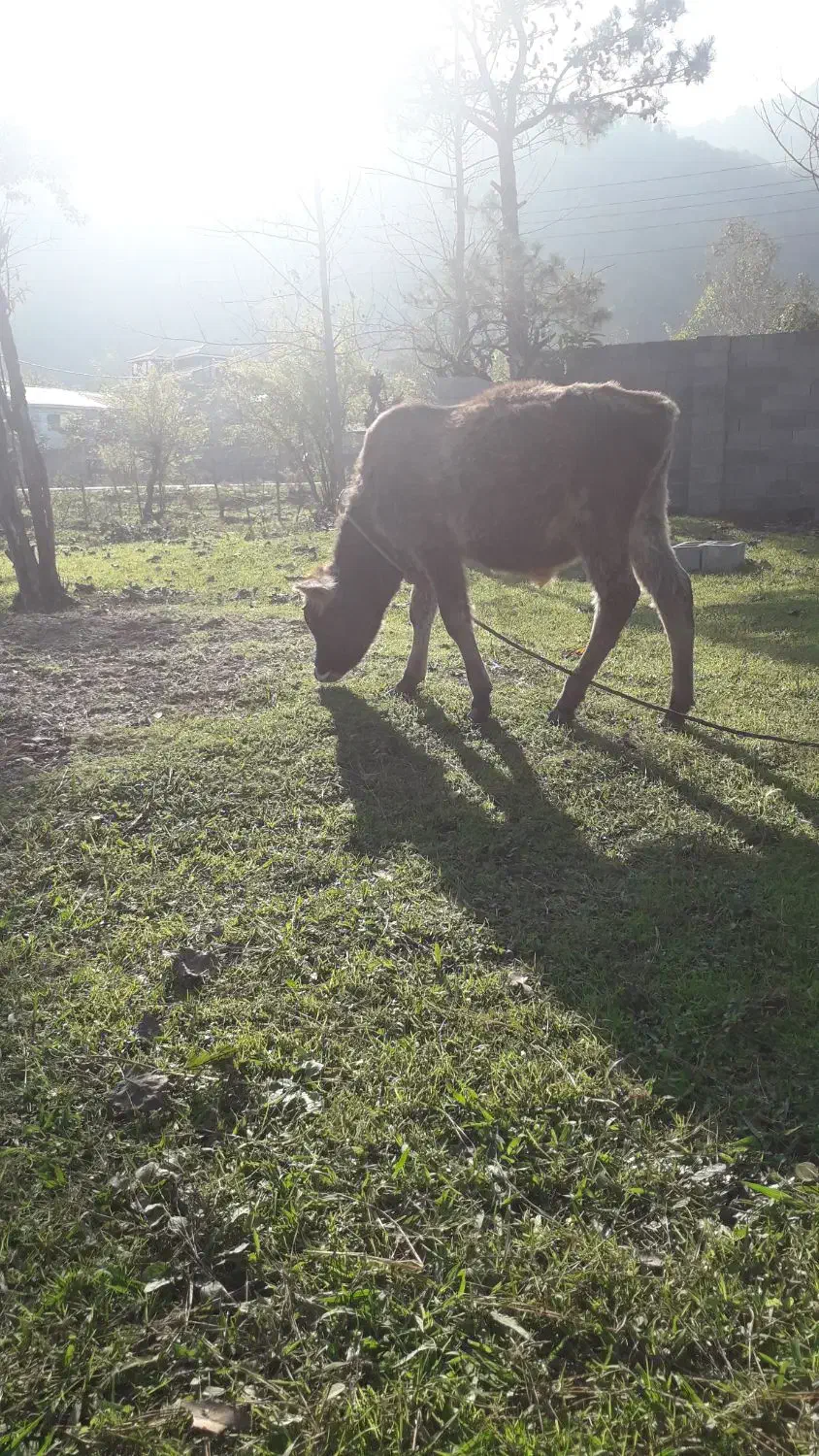 گاوشکمدارگوساله نرچالوسی|حیوانات مزرعه|گوراب زرمیخ, |دیوار