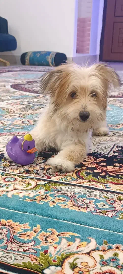 سگ شیتزو ۶ ماهه|سگ|شیراز, شهرک رضوان|دیوار