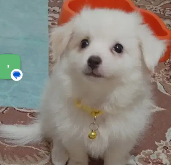 آشپیتز پامر|سگ|رشت, آتشگاه|دیوار