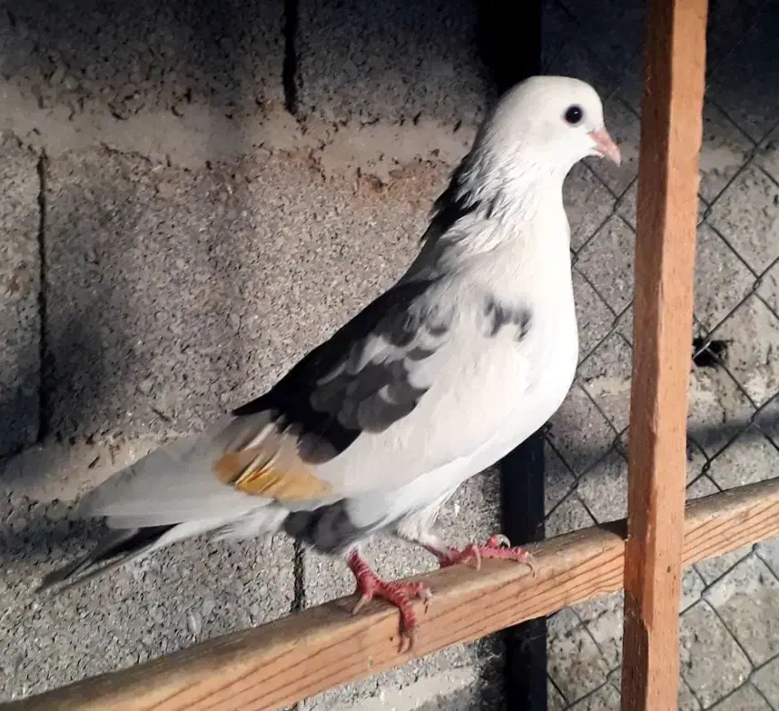 کبوتر ابلغ سبز ماده|پرنده|خمام, |دیوار